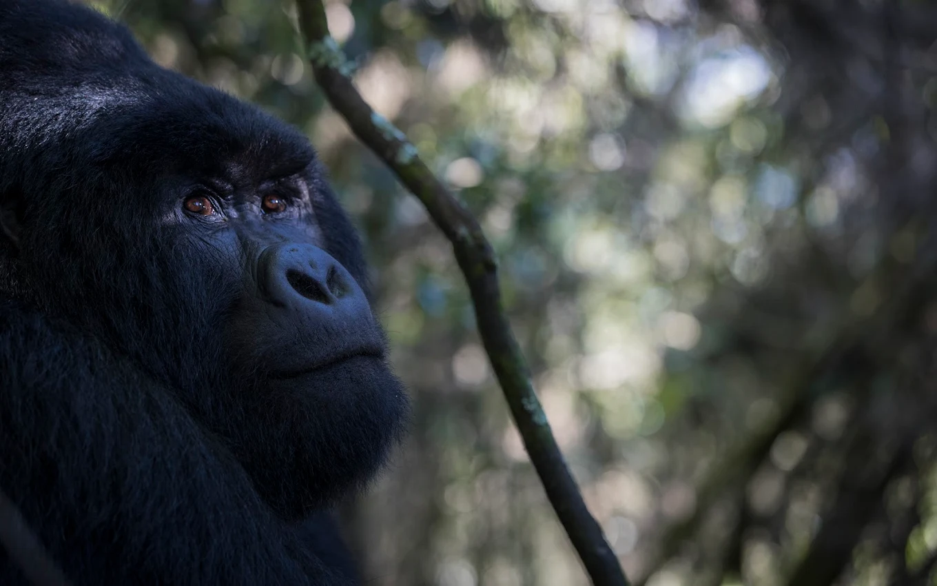 One of the greatest advantages of Gorilla Trekking from USA is that mountain gorillas can be visited throughout the year. Unlike wildlife experiences that depend on seasonal migrations, mountain gorillas remain within their protected habitat year-round, providing visitors with excellent viewing opportunities regardless of the season.
