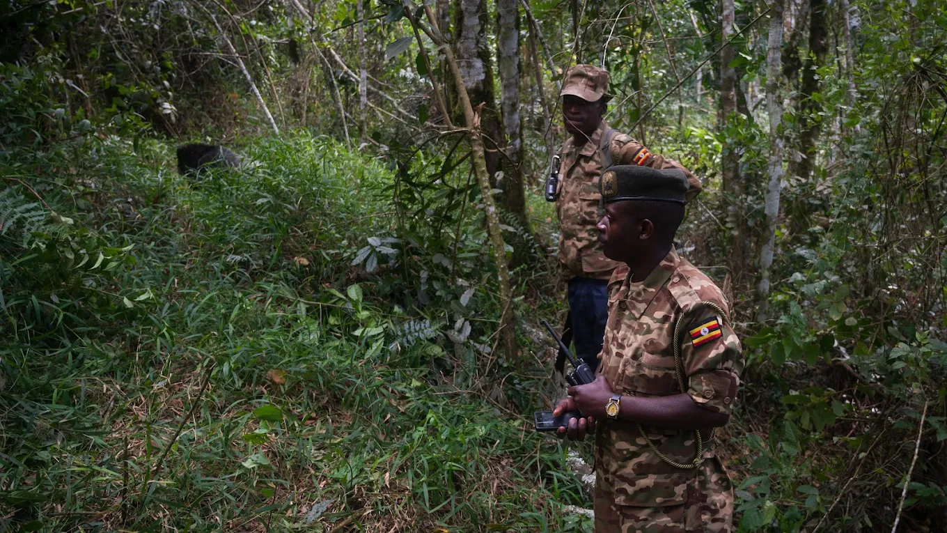 Elevana ranger guides in Bwindi