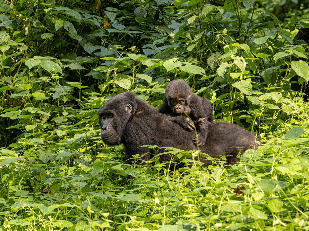 Gorilla trekking booking with Nextgen Safaris