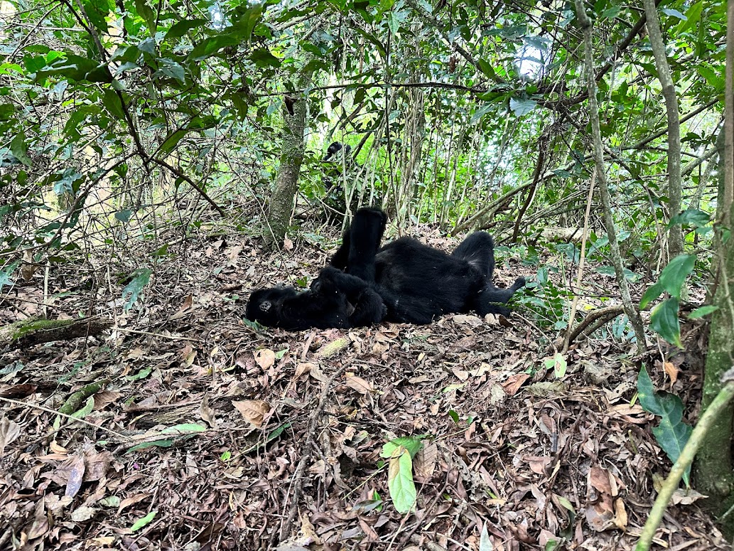 Gorilla Trekking Safaris in Uganda in January by Jovana Gorilla Safaris