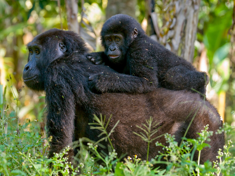 Gorilla trekking tour in Uganda & Rwanda with Nextgen Safaris