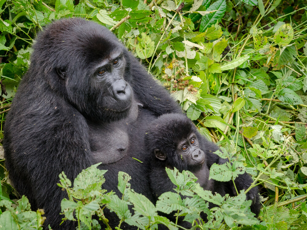 Expert Reassurance | What This Means for Your Gorilla Trek