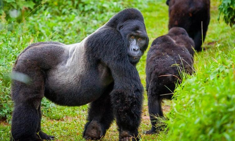 Gorilla Trekking in Volcanoes National Park Rwanda by Elevana