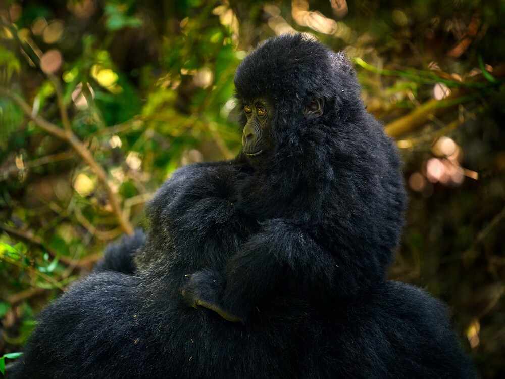 Frequently Asked Questions About Gorilla Trekking in Rwanda Without Hiking Long Distances
