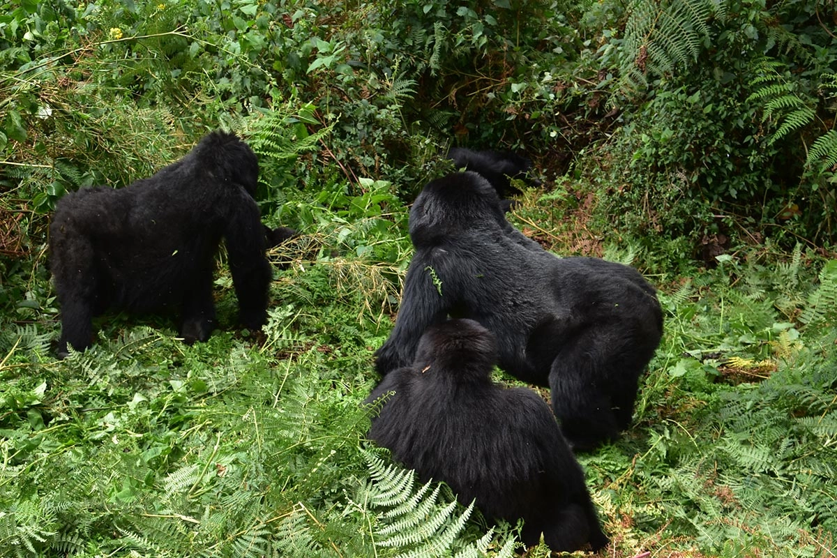 Gorilla trekking altitude and acclimatization by Jovana Gorilla Holidays