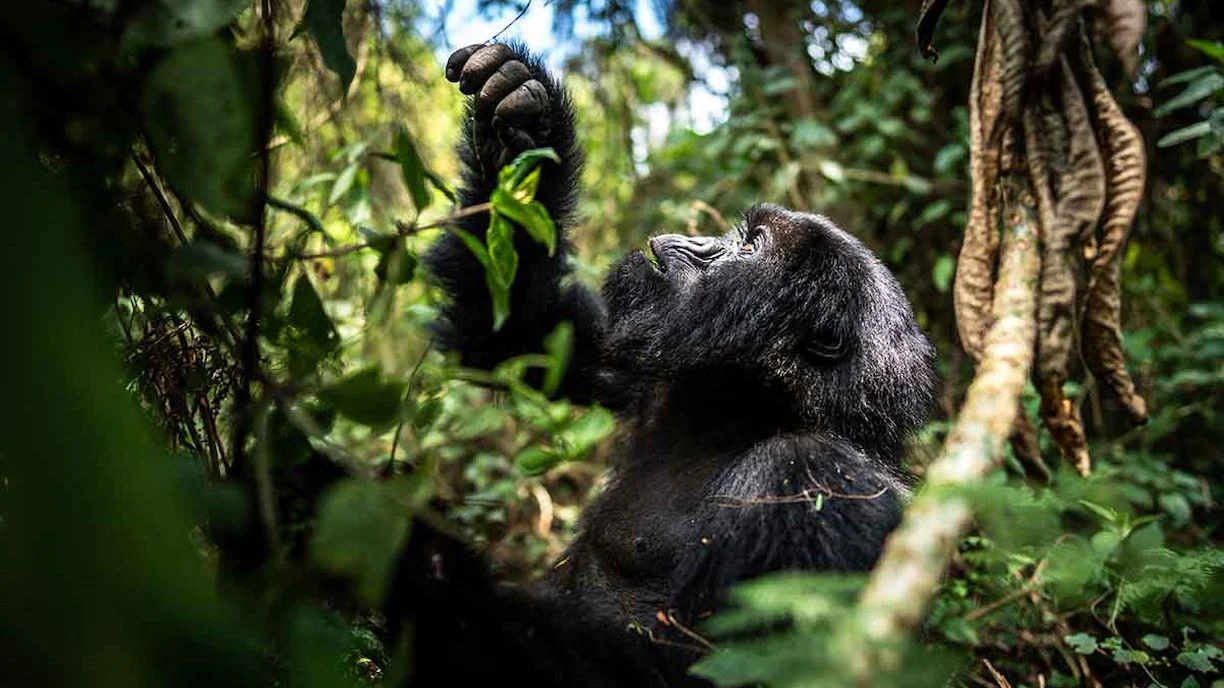 Gorilla trekking in Rwanda - Jovana Gorilla Safaris