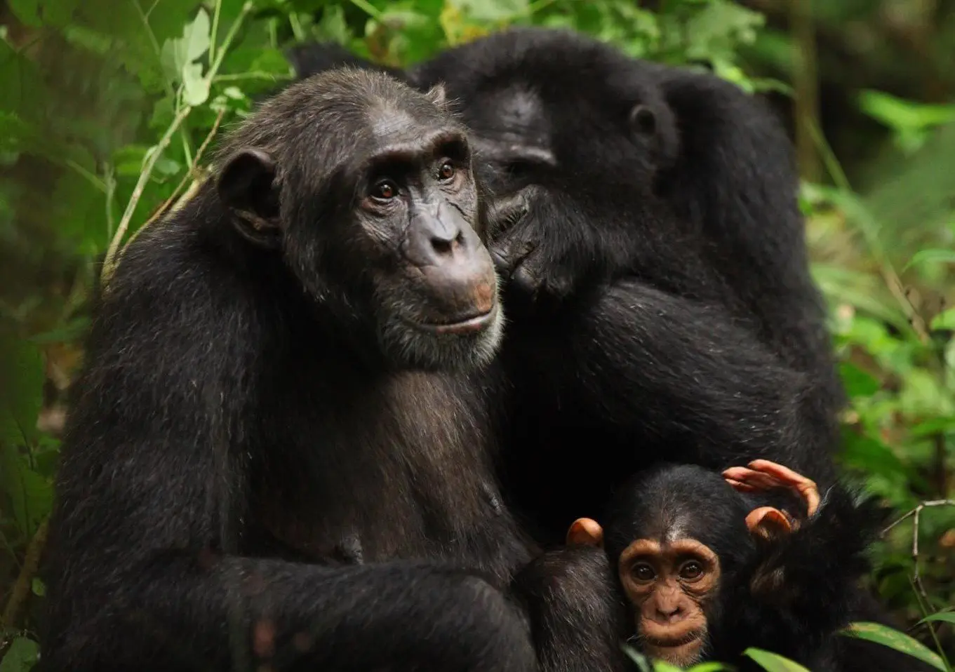 Kyambura Gorge Chimpanzee Trekking by Elevana