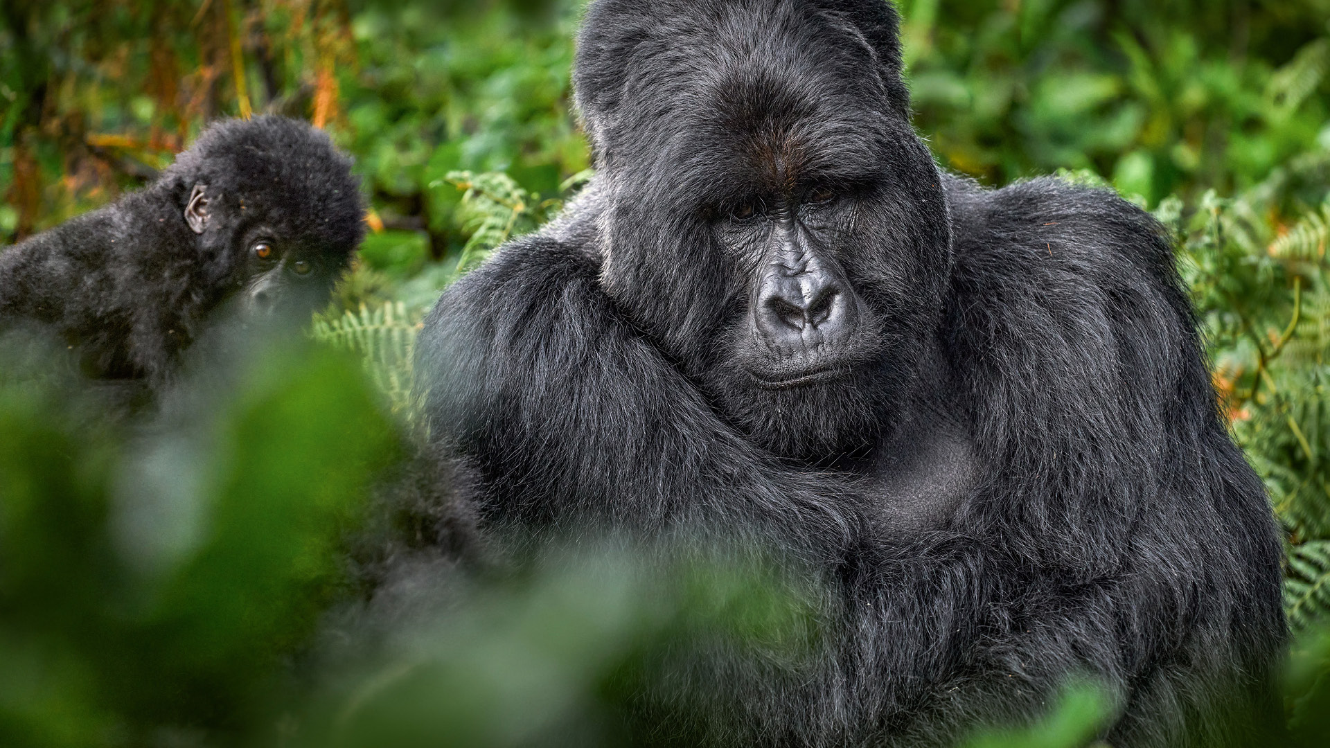 Mountain gorilla with young baby in Mgahinga National Park, Uganda