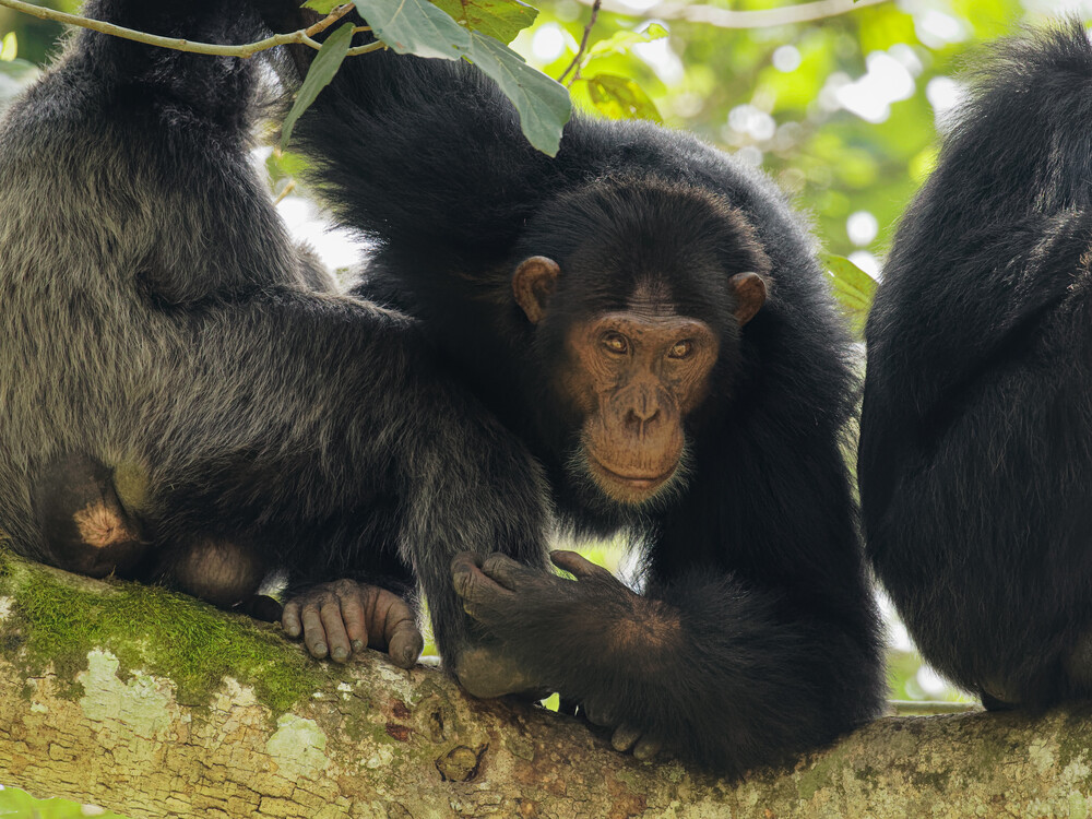 Chimpanzee Trekking in Queen Elizabeth National Park Uganda