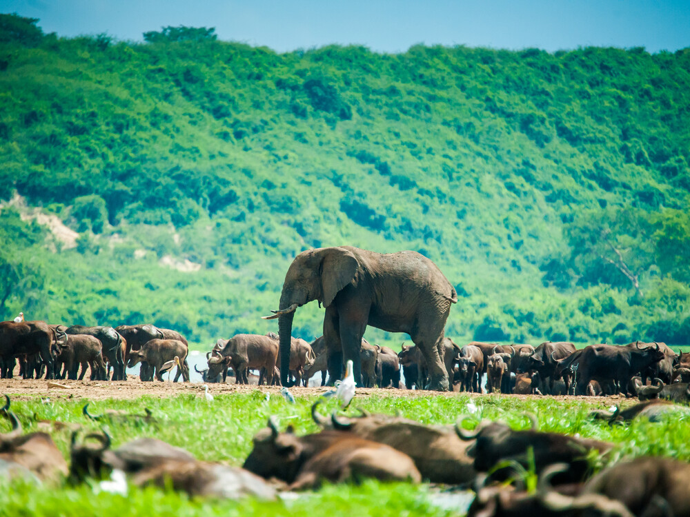 Many European travelers extend their Rwanda Gorilla Trekking adventure by combining it with other iconic African destinations and wildlife experiences.