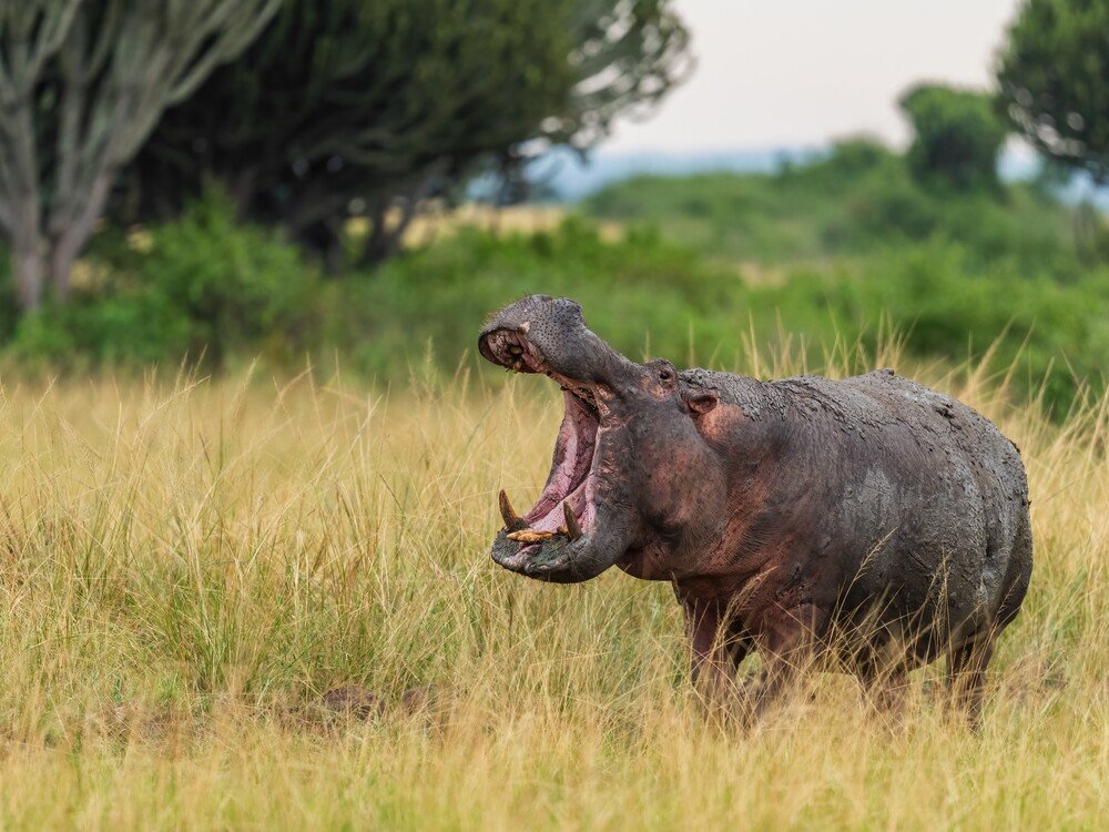 Queen Elizabeth National Park Hippo