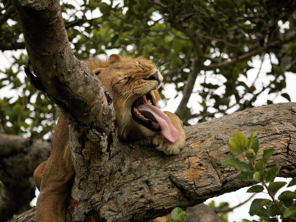 Tree-Climbing Lions in Queen Elizabeth National Park Uganda