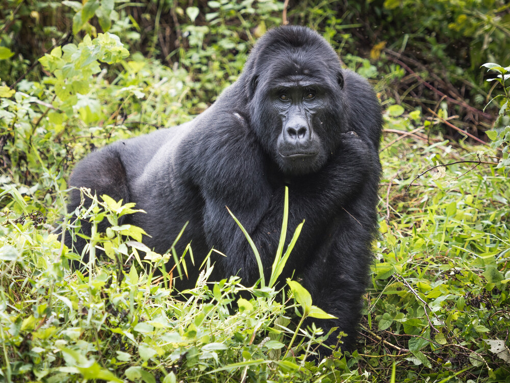 Rwanda Gorilla Trekking Booking with Nextgen Safaris