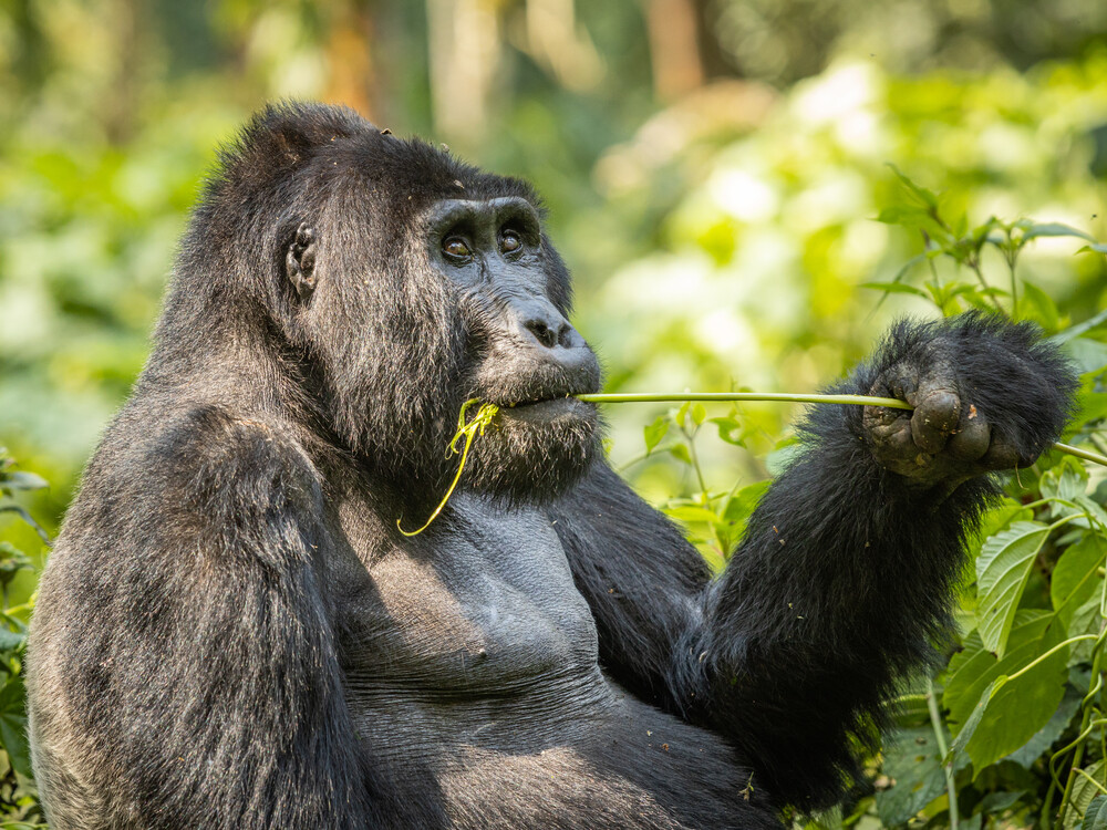 Rwanda Gorilla Trekking Booking