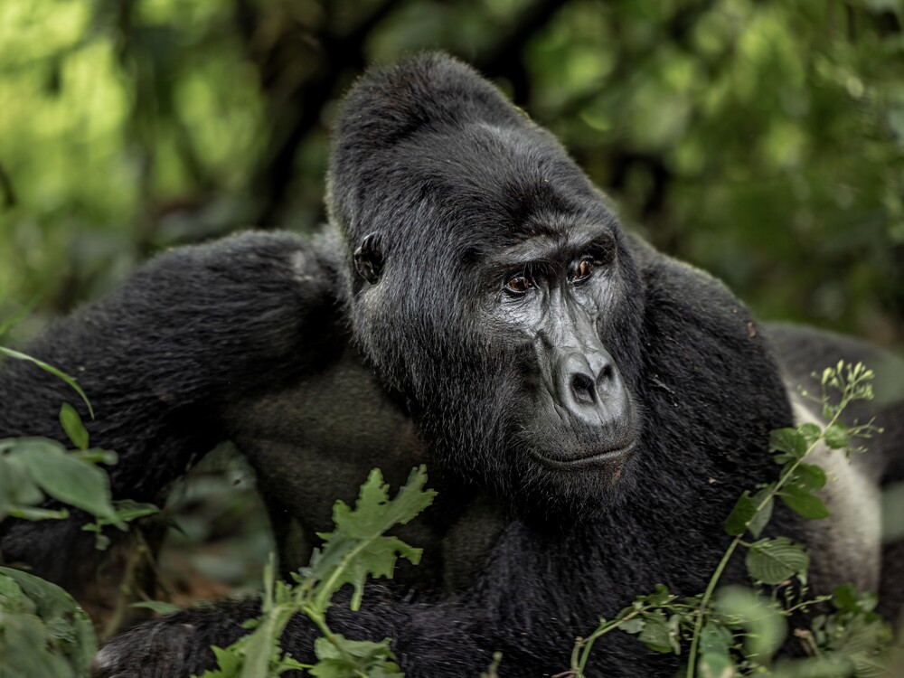 Rwanda Gorilla Trekking with Nextgen Safaris