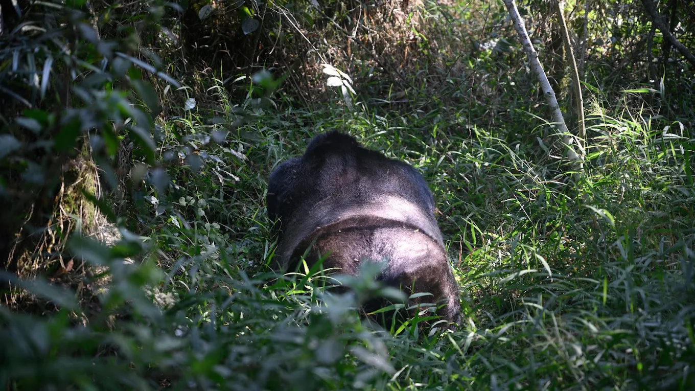 Silverback gorilla in the forest