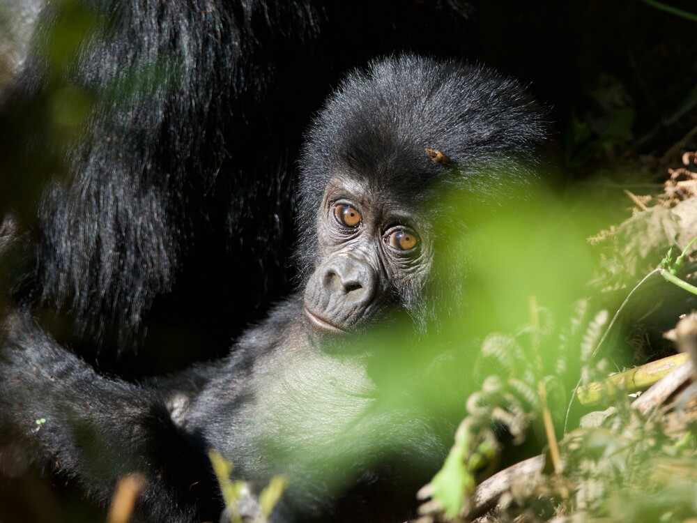 Rwanda has earned a global reputation as Africa's leading luxury gorilla trekking destination. Through strategic investment in conservation, tourism infrastructure, and premium hospitality, the country has created a world-class gorilla trekking experience that is unmatched elsewhere on the continent.