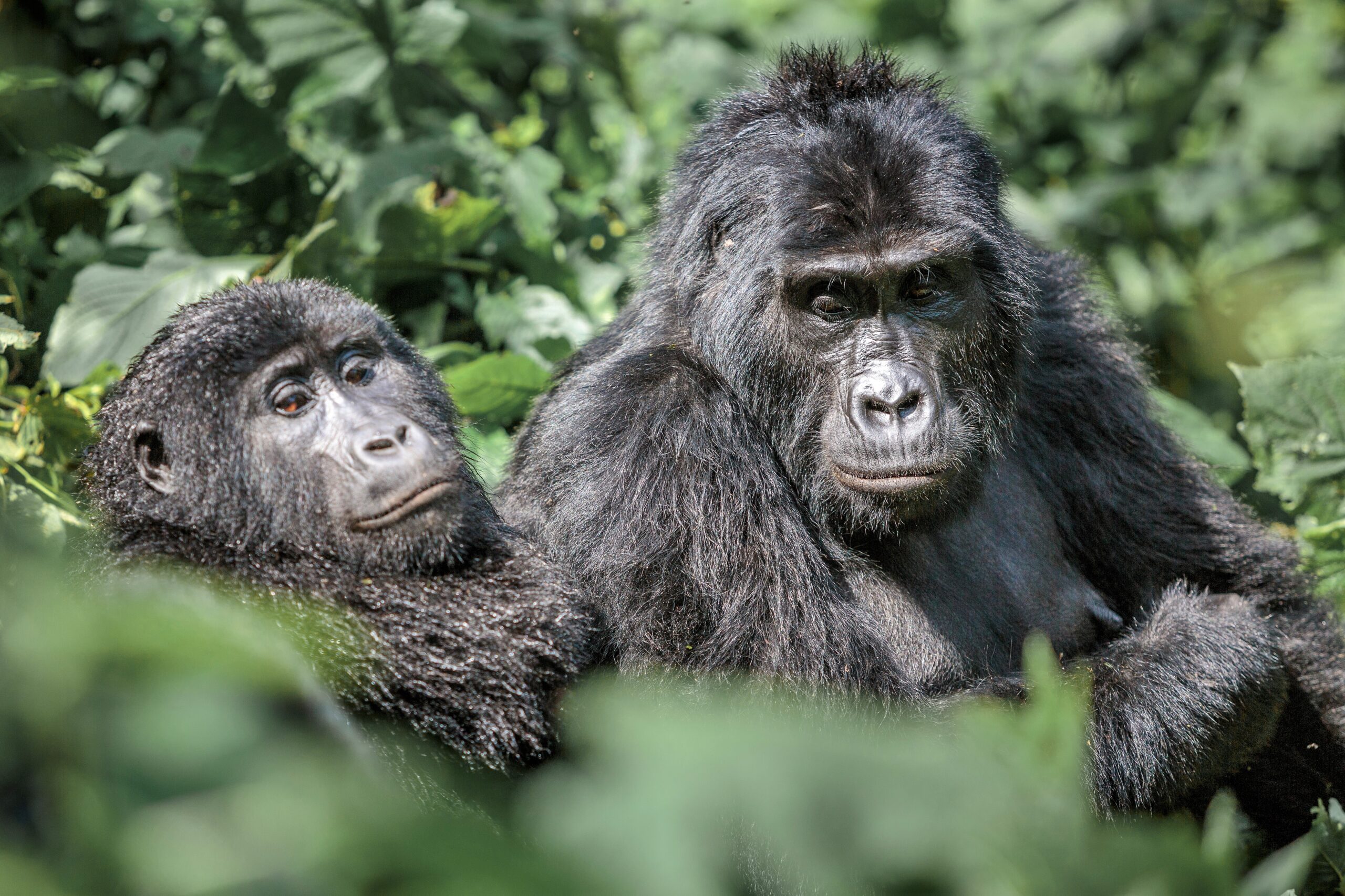 What men should wear for gorilla trekking