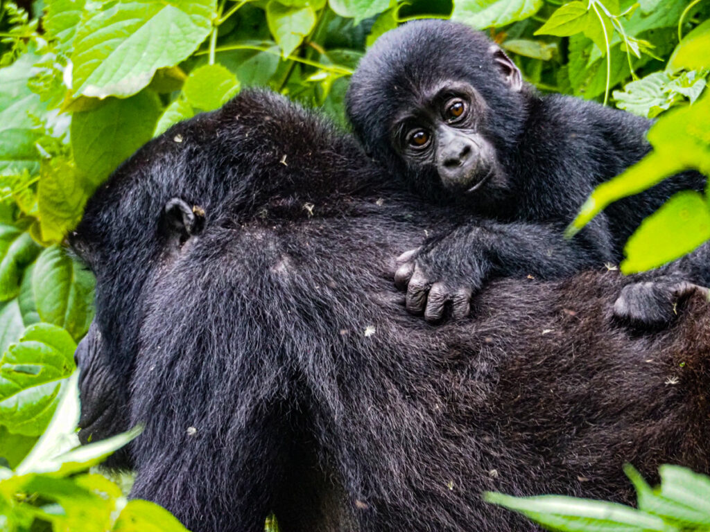 What to Pack for Gorilla Trekking (Uganda & Rwanda) – Complete 2026 Guide
