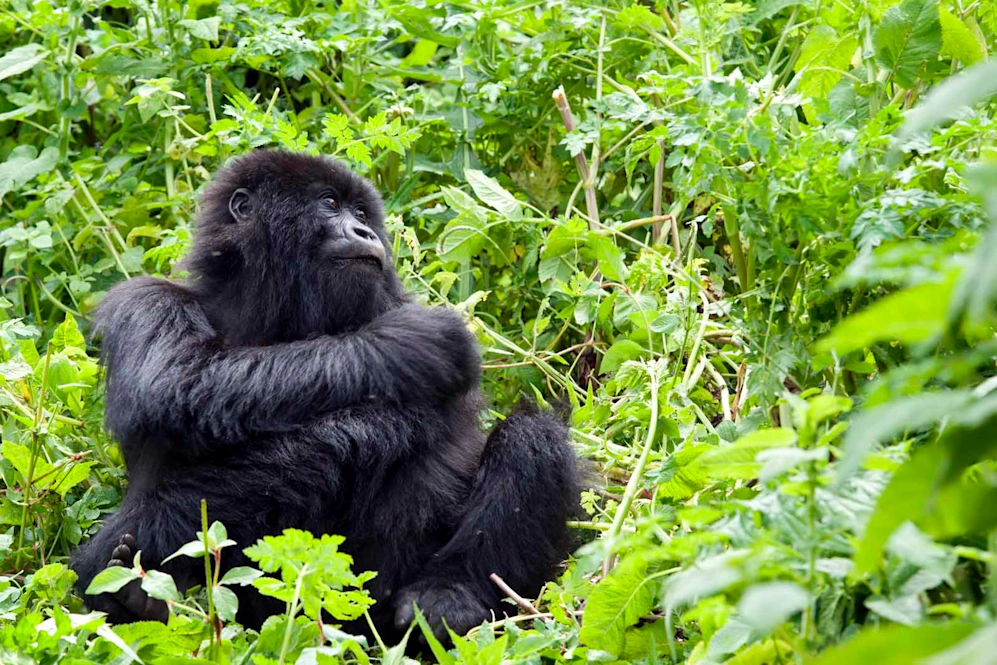 Rwanda vs Uganda Luxury Gorilla Trekking – Where Elevana Excels
