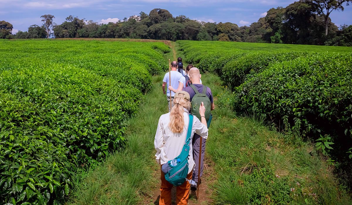 Walk Through Tea Gardens in Nyungwe Rwanda
