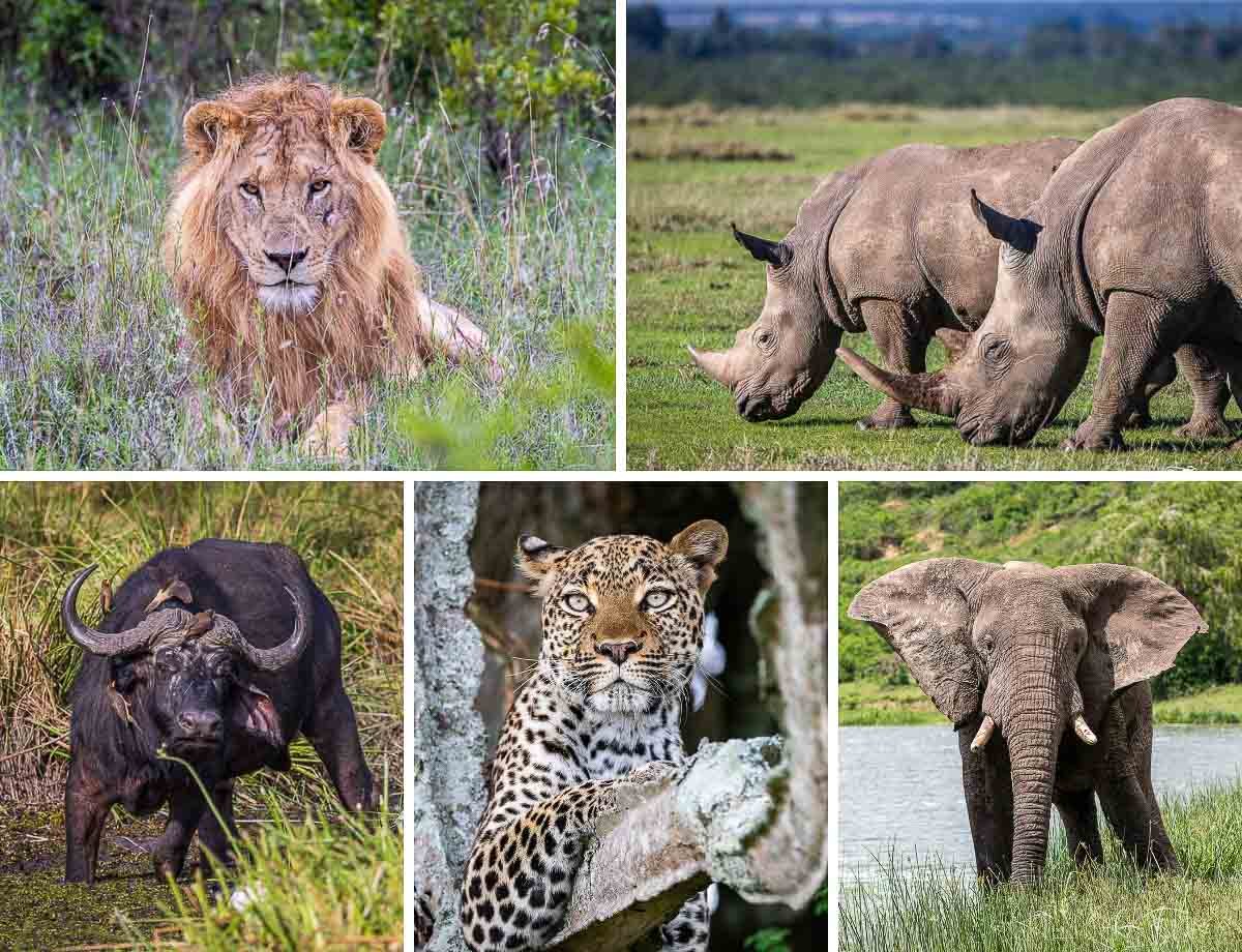Choosing Akagera National Park Big Five Safaris means selecting one of the most complete and rewarding wildlife experiences in Africa. It is the only destination in Rwanda where travelers can witness all members of the Big Five—lions, elephants, leopards, rhinos, and buffaloes—within a single protected savannah ecosystem.