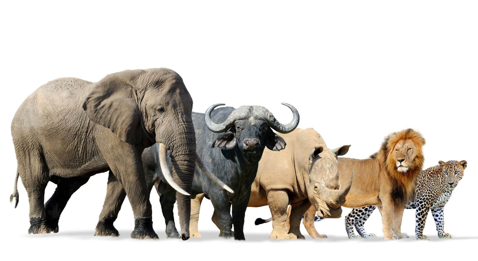 The heart of every Rwanda Big Five Safari unfolds within the breathtaking landscapes of Akagera National Park, the country’s only savannah national park and the ultimate destination for classic African wildlife encounters. This vast and beautifully restored ecosystem is a mosaic of rolling grasslands, acacia woodlands, shimmering lakes, and expansive wetlands, creating the perfect environment for Big Five game viewing and immersive safari experiences.
