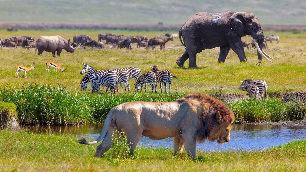 The Akagera National Park Big Five Safaris experience is not only about ticking off wildlife sightings—it is about witnessing one of Africa’s most inspiring conservation success stories unfold in real time. In Akagera National Park, every game drive becomes a journey through a carefully restored ecosystem where predators and herbivores coexist across vast savannah plains, wetlands, and rolling hills.c