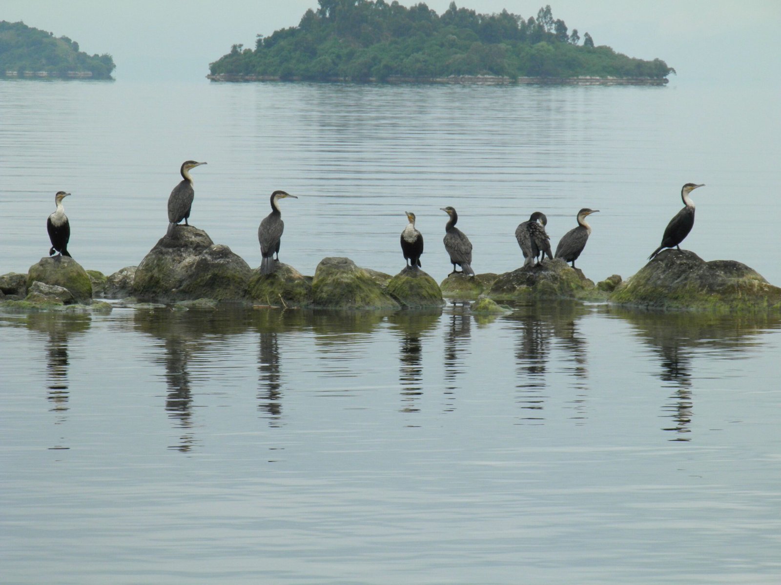 The Lake Kivu Relaxation Holidays experience can be enjoyed throughout the year due to Rwanda’s consistently mild and comfortable climate. Located along the scenic western edge of Lake Kivu, the destination maintains warm daytime temperatures, cool breezes from the lake, and a generally stable weather pattern that makes it suitable for travel in all seasons.