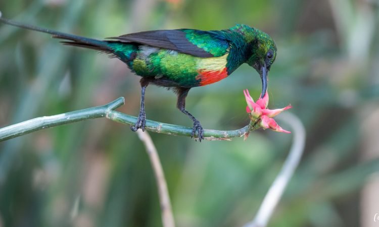 Birding in Nyungwe National Park Rwanda