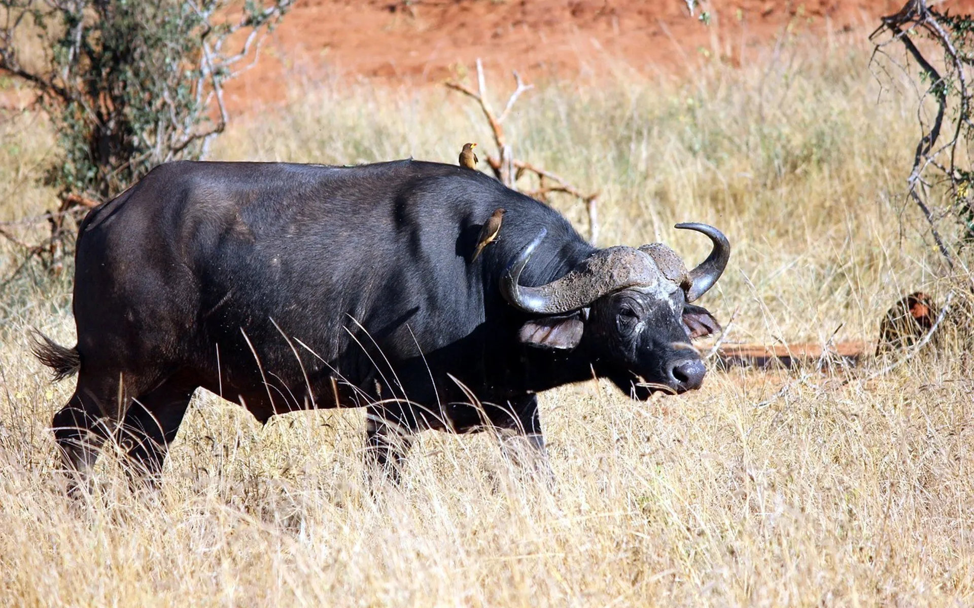The success of Akagera National Park Big Five Safaris is deeply rooted in the park’s extraordinary ecological diversity. Akagera National Park features a rare combination of savannah grasslands, wetlands, lakes, rolling hills, and woodlands, all within one protected ecosystem. This diversity ensures that each habitat supports different wildlife species and safari experiences.