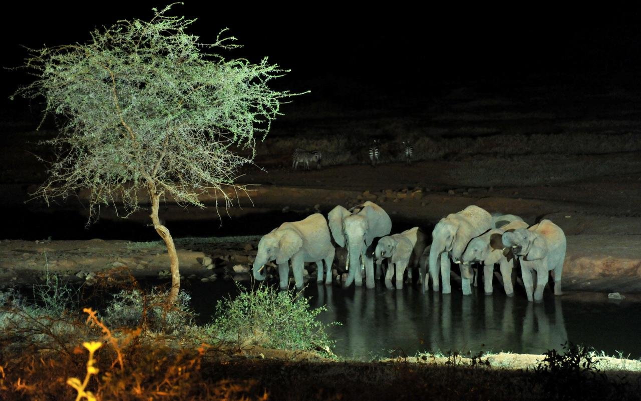Elephants on Night Game Drives in Rwanda