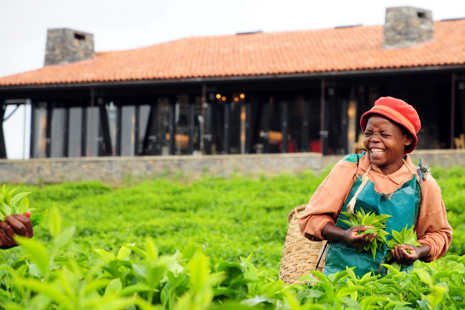 Tea Harvesting Experience in Nyungwe Rwanda