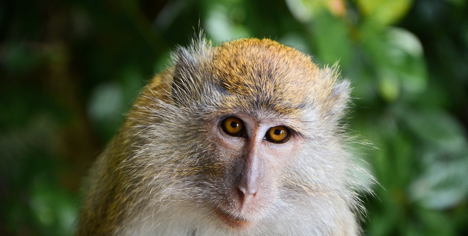 Golden Monkeys in Nyungwe National Park Rwanda