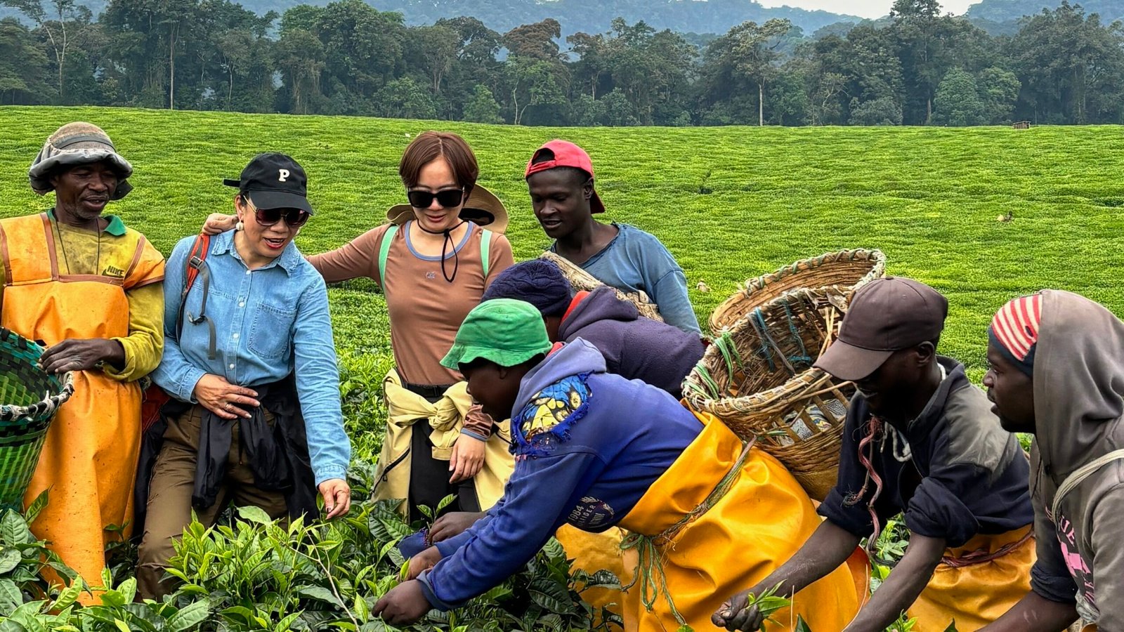 Harvesting Tea in Nyungwe Rwanda