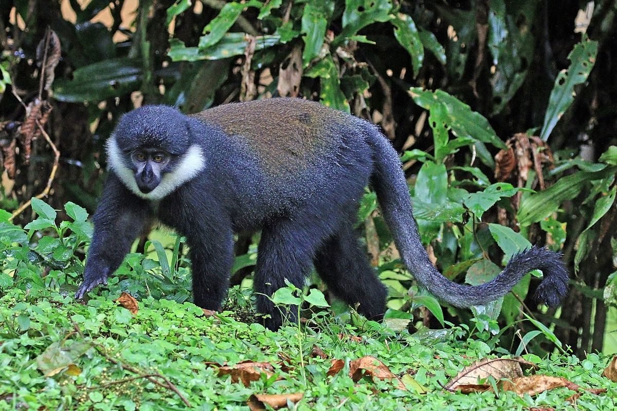 L'Hoest's Monkey in Rwanda Safari
