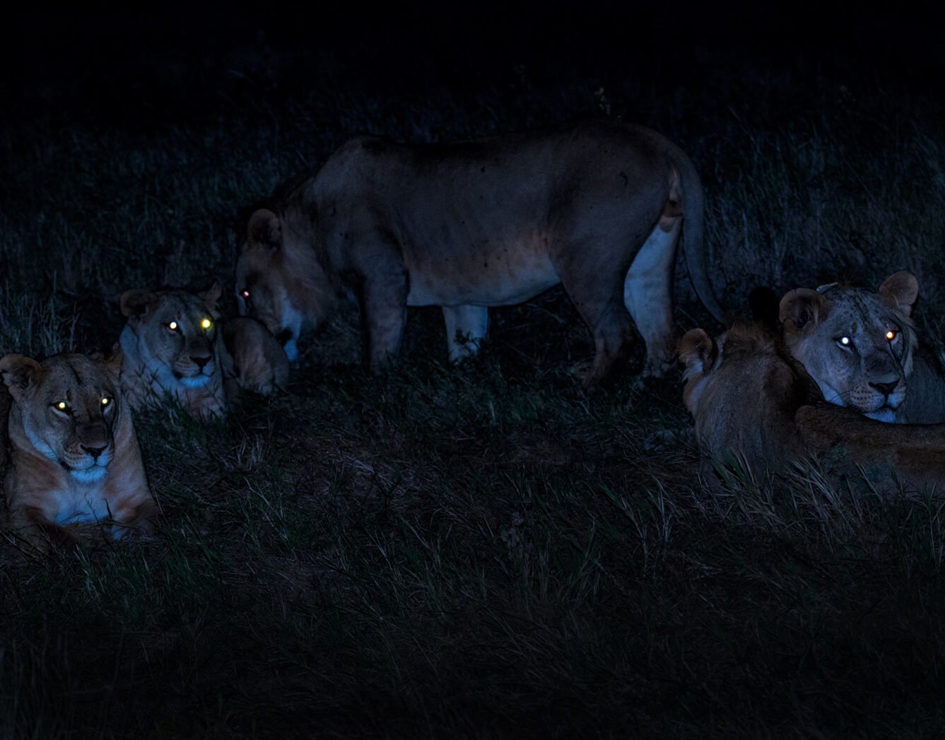 Lions on Night Game Drives in Rwanda
