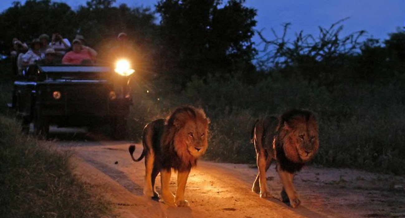 Night Game Drive Lions Encounter