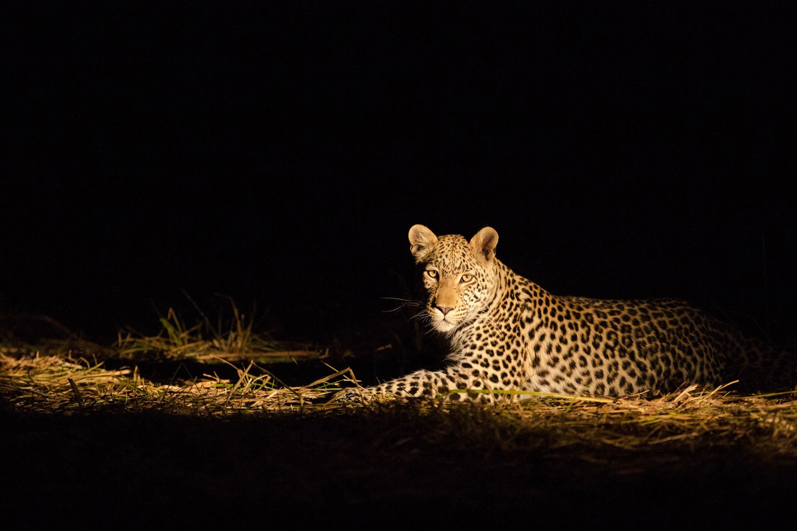 Night Safari Leopard in Rwanda