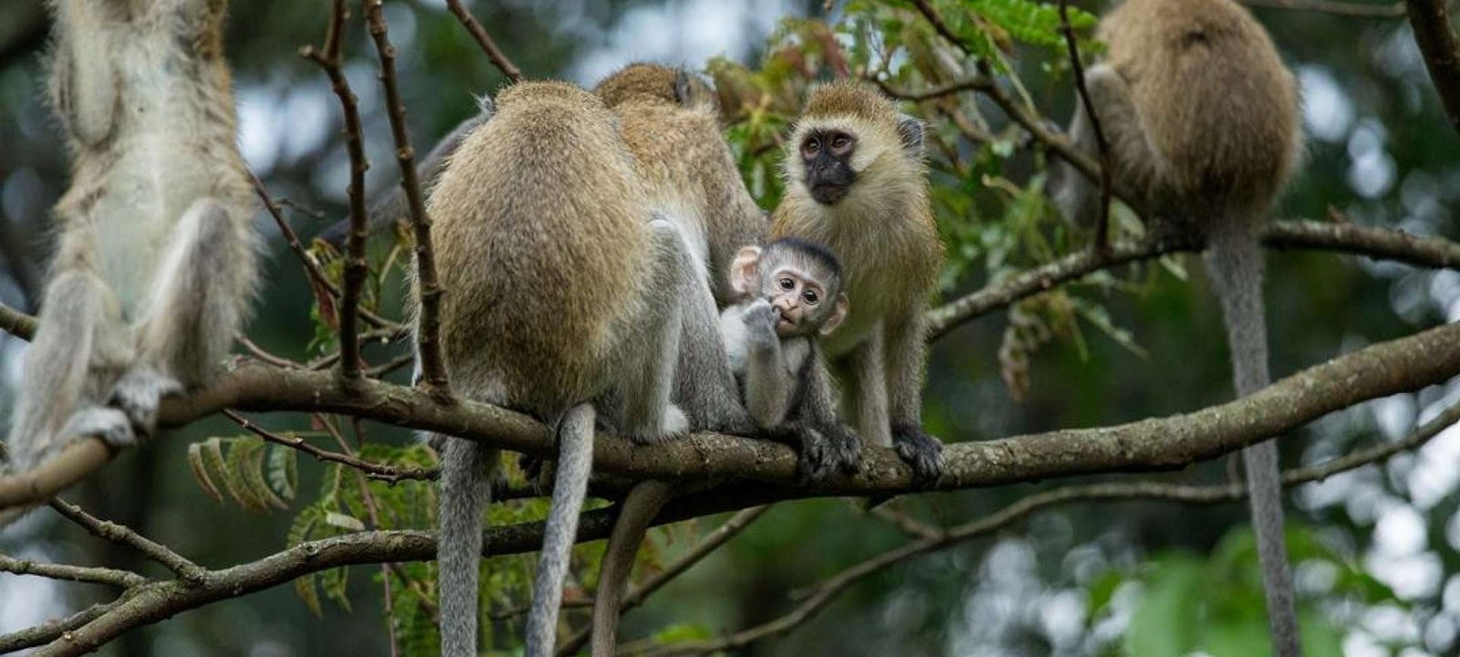 Golden Monkey Trekking in Nyungwe Forest National Park Rwanda