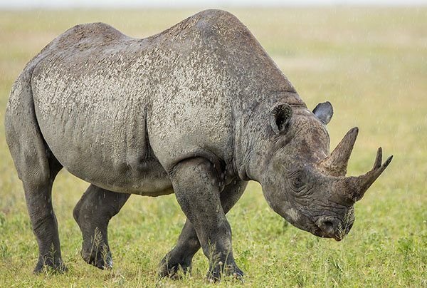 Rhino Big Five Safari Africa