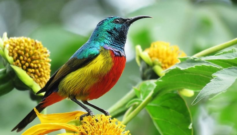 Rwanda Birding Safari Experience
