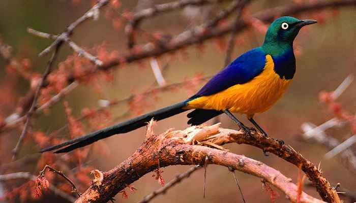 Rwanda Birding Safaris Encounters