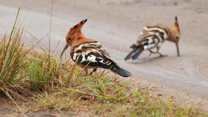 Birds in Rwanda Wildlife Safari