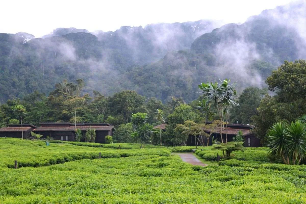 Tea Plantation Tours in Nyungwe National Park Rwanda
