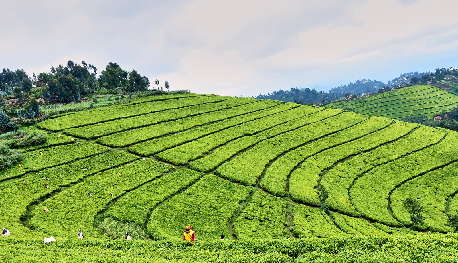 Tea Garden at Nyungwe Forest Rwanda