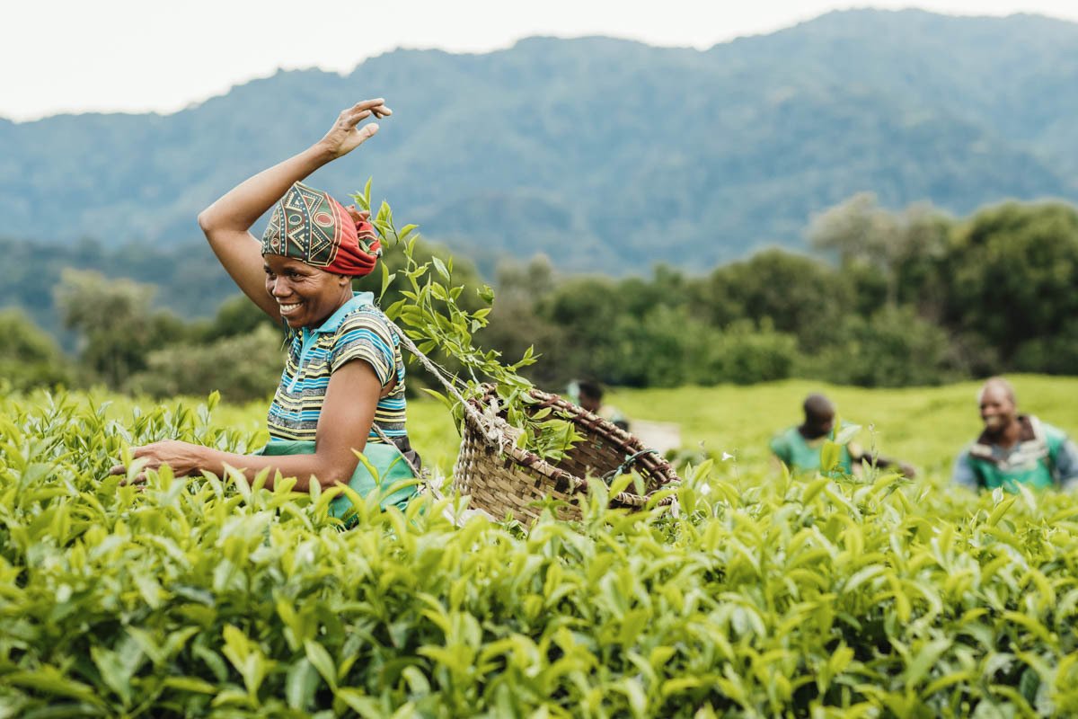 Tea Harvesting in Nyungwe Forest Rwanda