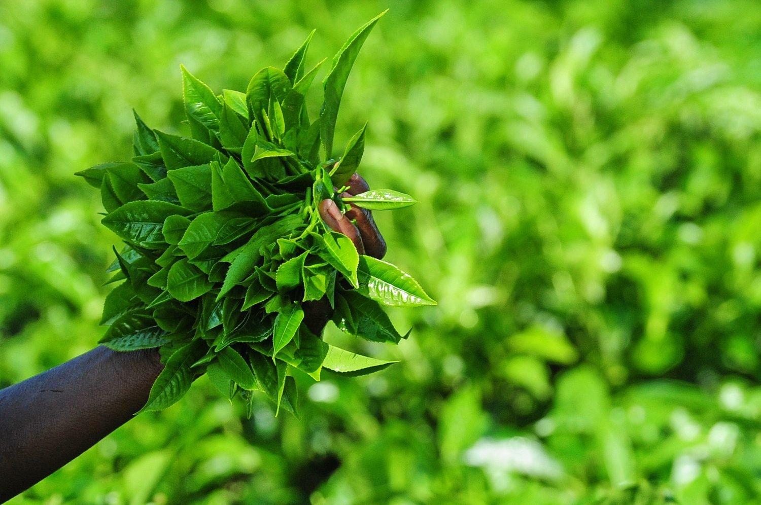 Tea Leaves at Nyungwe Rwanda