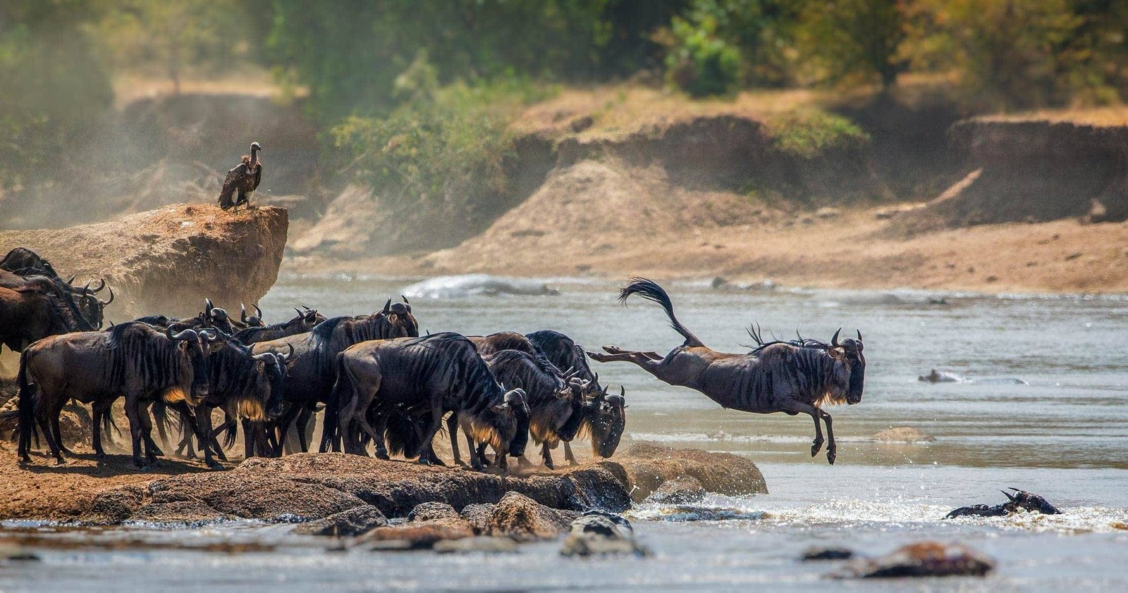 The Serengeti portion of the Rwanda Safari and Serengeti Combination introduces travelers to one of the most legendary wildlife destinations on the planet—Serengeti National Park in Tanzania. This vast protected ecosystem is globally renowned for its endless golden plains, dramatic predator-prey interactions, and some of the highest concentrations of wildlife anywhere in Africa.