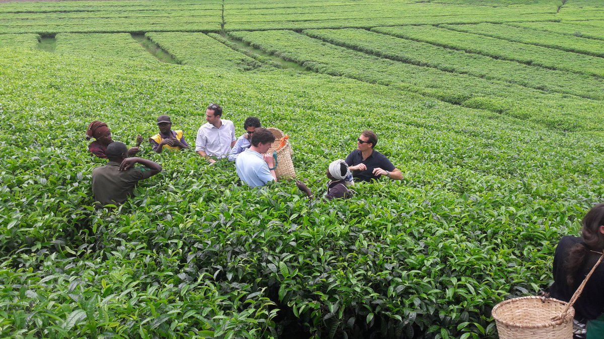 Tourists Harvesting Tea at Nyungwe Rwanda